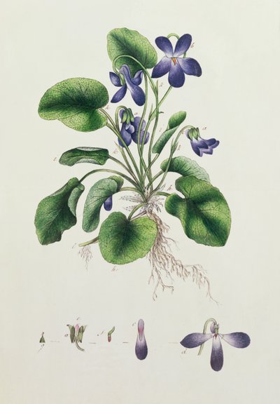 Violets, page from an Album of Botanical Studies by English School